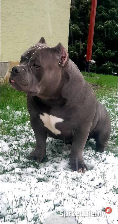 American Bully Standard pies Pozostałe Limanowa
