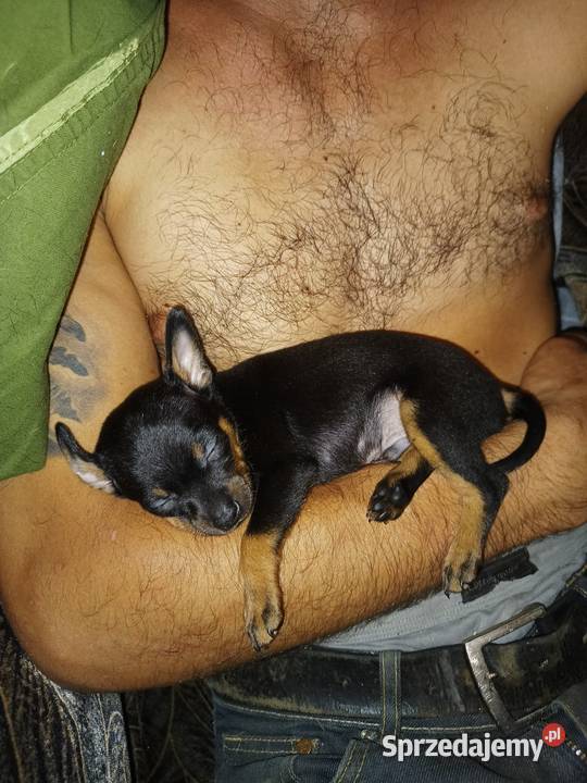 Pinczerki łódzkie Wieruszów