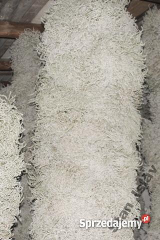 Zatrwian Tatarski Statycja KWIATY Pozostałe mazowieckie Chmielew