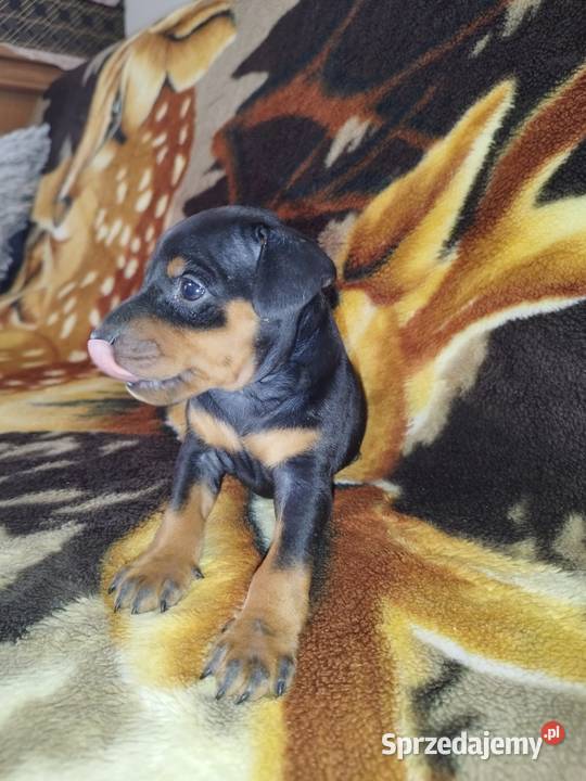 Pinczery miniaturowe sprzedam