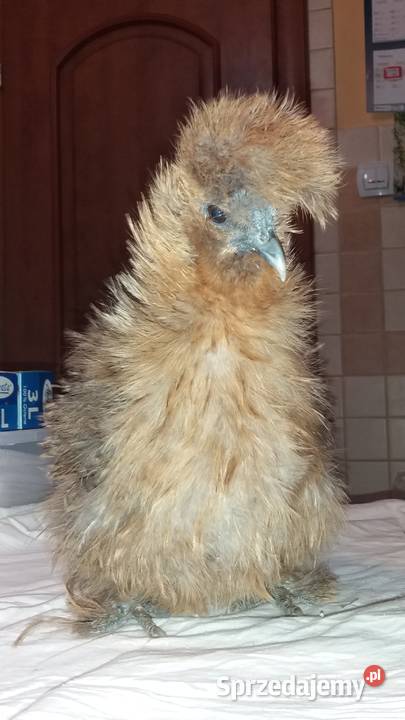 Jajka lęgowe silki Drób i ptactwo Barcin sprzedam