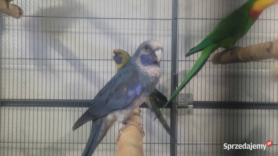 Rozella królewska samica Ptaki Wieliczka