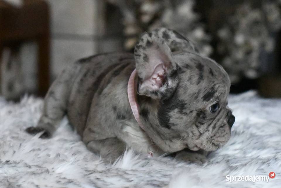 Buldog francuski sunia Gotowa do odbioru BLANKA łódzkie Łódź