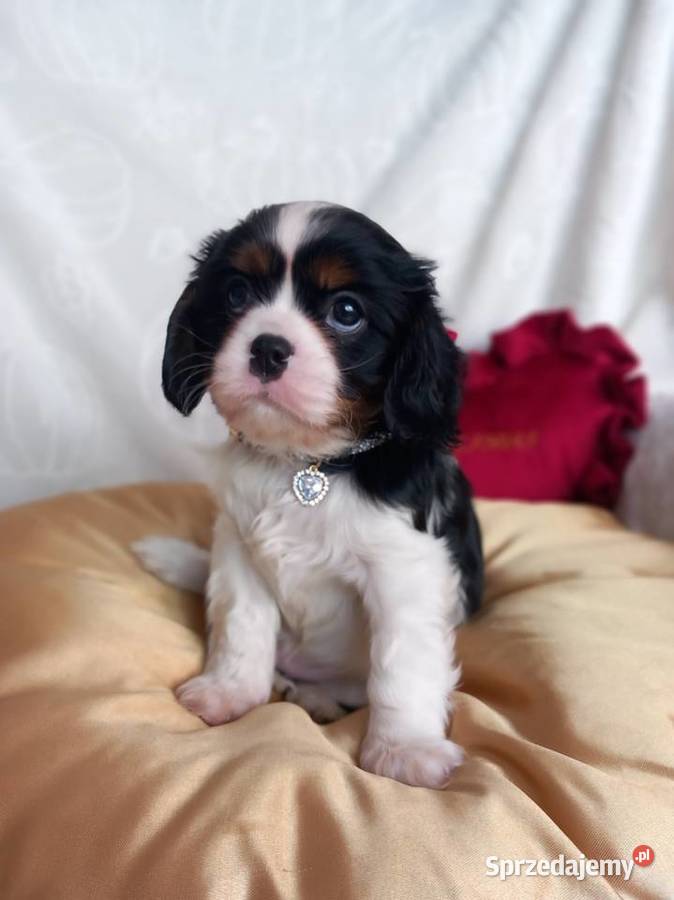 Cavalier King Charles Spaniel Strzelce Opolskie