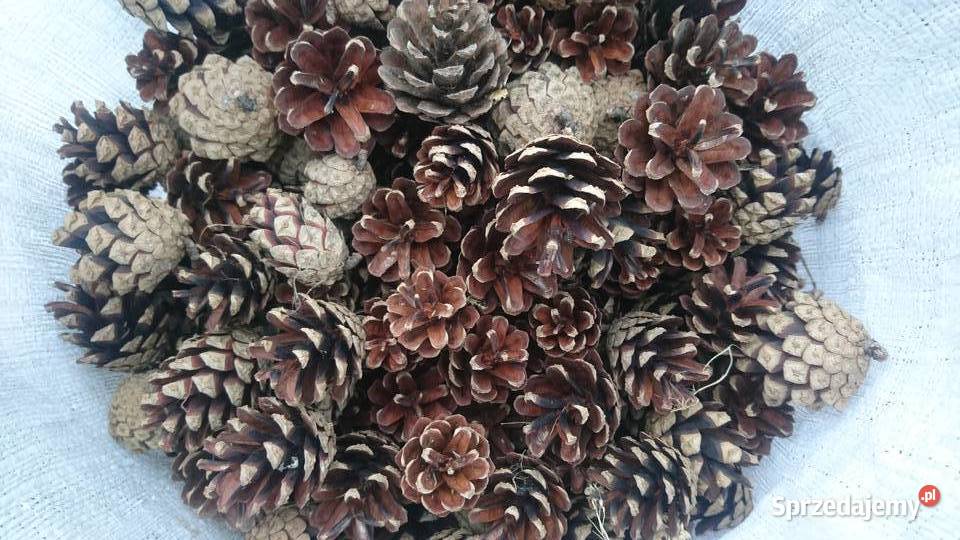 Szyszki Sosna Mikołów sprzedam