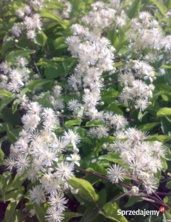 POWOJNIK PNĄCY Clematis vitalba NASIONA 10000 Lubanie