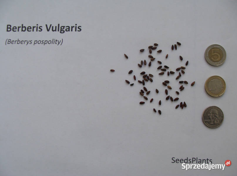 BERBERYS POSPOLITY Berberis vulgaris NASIONA 600 Rośliny Lubanie
