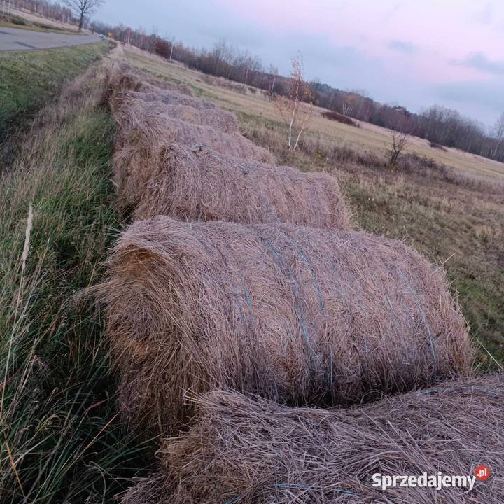 Bele siana 120x120 Folusz