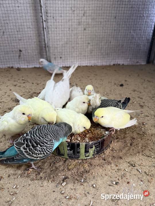 Papugi faliste młode Kosobudy