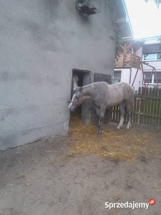 Klacz wielkopolskie Budzisław Kościelny