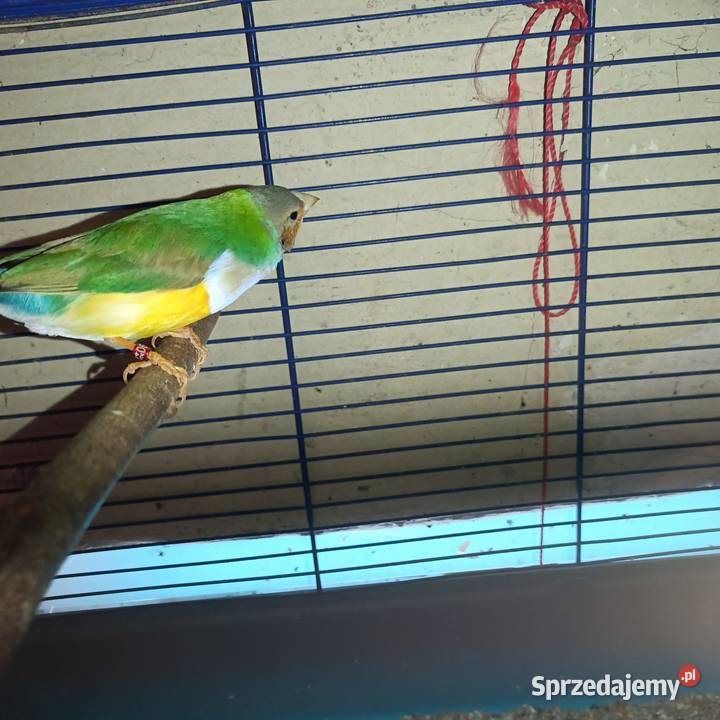 Zamienię samca na samicę Pleszew sprzedam