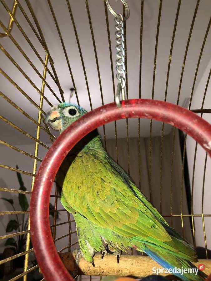 Piona Niebieskogłowa samiec młody ręcznie Gdynia