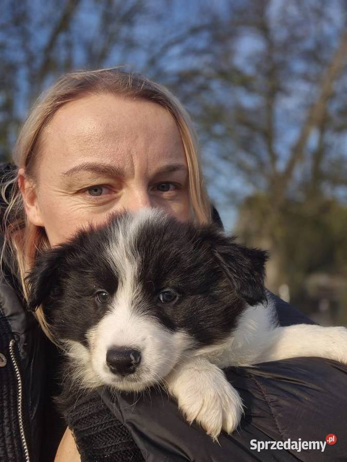 Border collie szczenieta GOTOWE DO ODBIORU