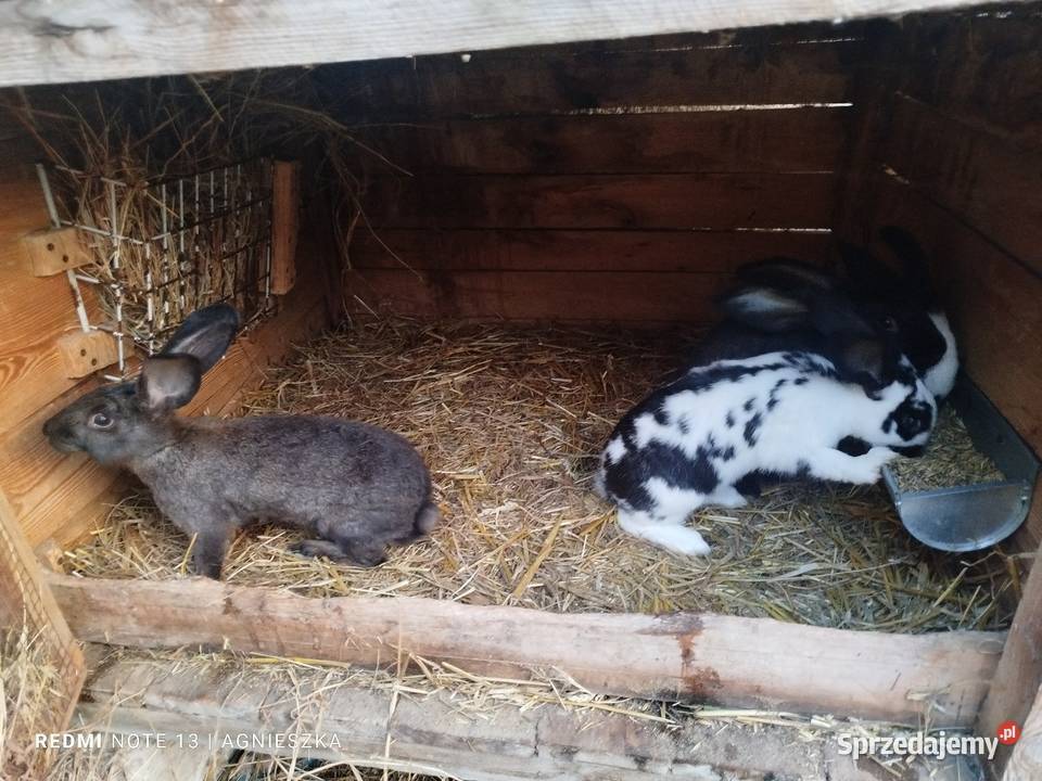 Króliki rasowe i hodowlane