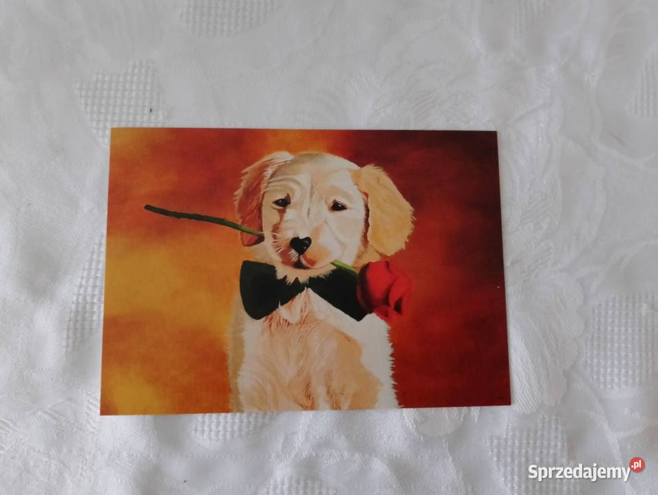 Pocztówka walentynkowa na WALENTYNKI piesek z Oborniki