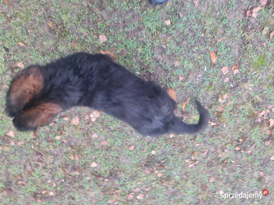 Owczarek Niemiecki Szczeniaki Złotów