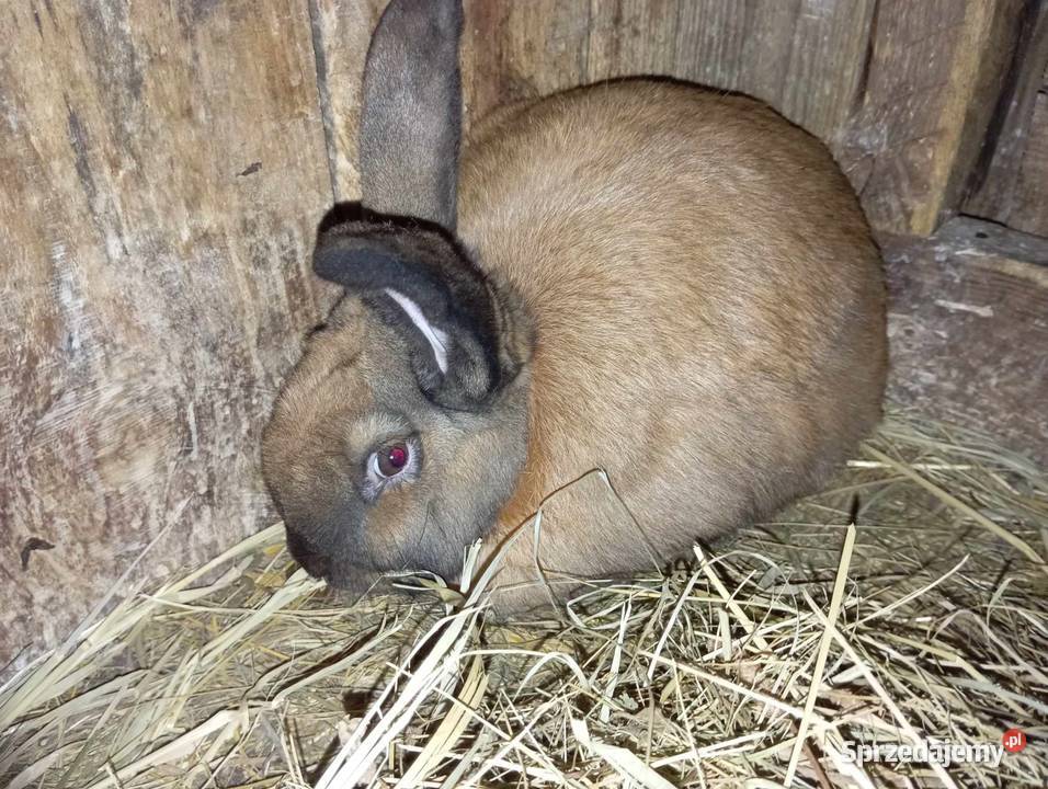 Króliki Na Sprzedaż Przasnysz