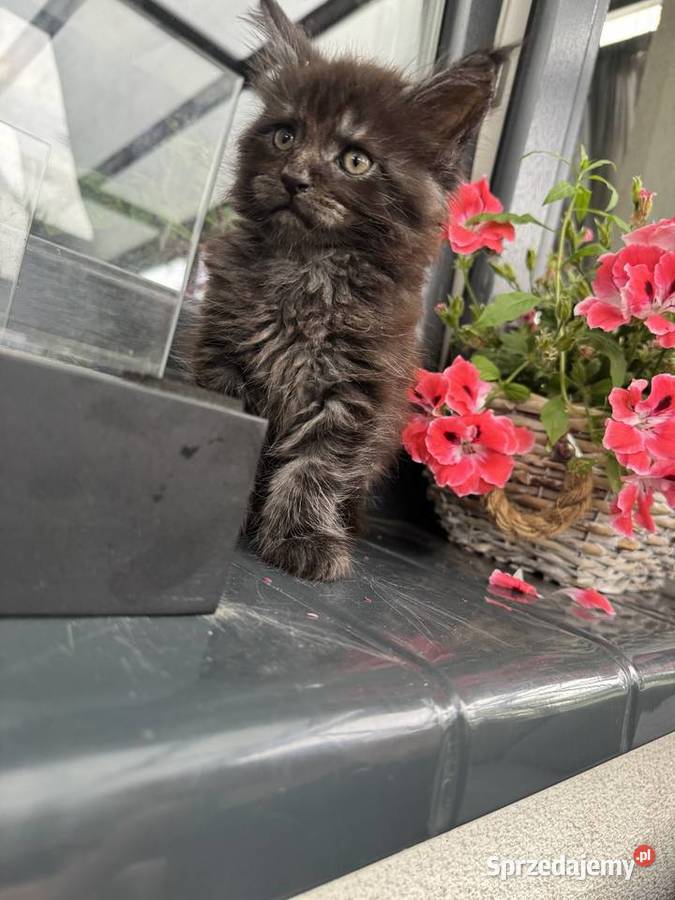 Ares kocurek Maine Coon Nowa Wieś Lęborska