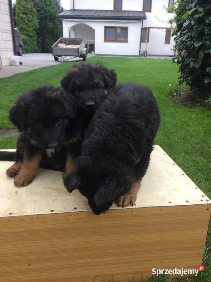 Owczarek Niemiecki Długowłosy Kock