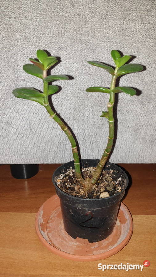 Grubosz drzewko szczęścia 2 Warszawa