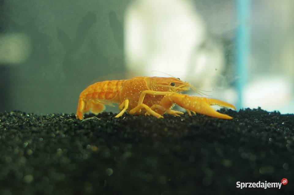 Krewetki ozdobne Neocaridina Red Cherry Yellow Warszawa sprzedam