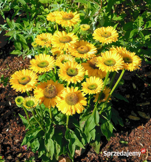 JEŻÓWKA SUN SEEKERS GOLDEN SUN sadzonki w Ustronie