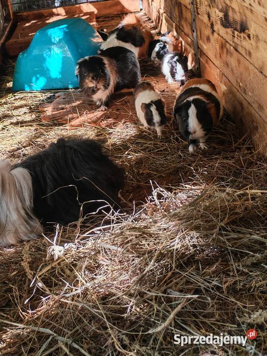 Sprzedam Świnki morskie Wólka Zastawska sprzedam