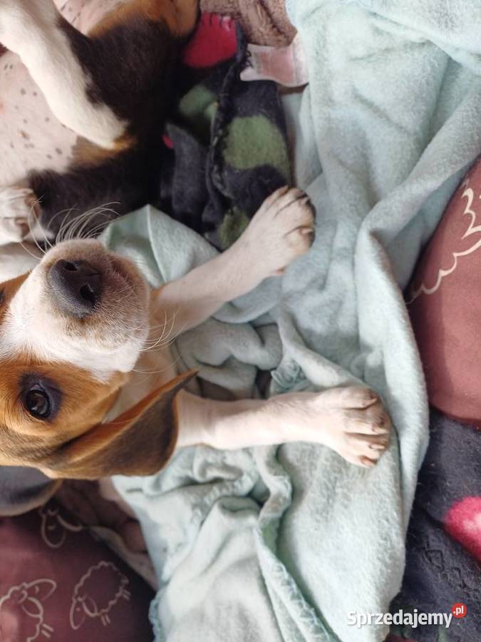 Beagle szczeniaki Piotrków Trybunalski