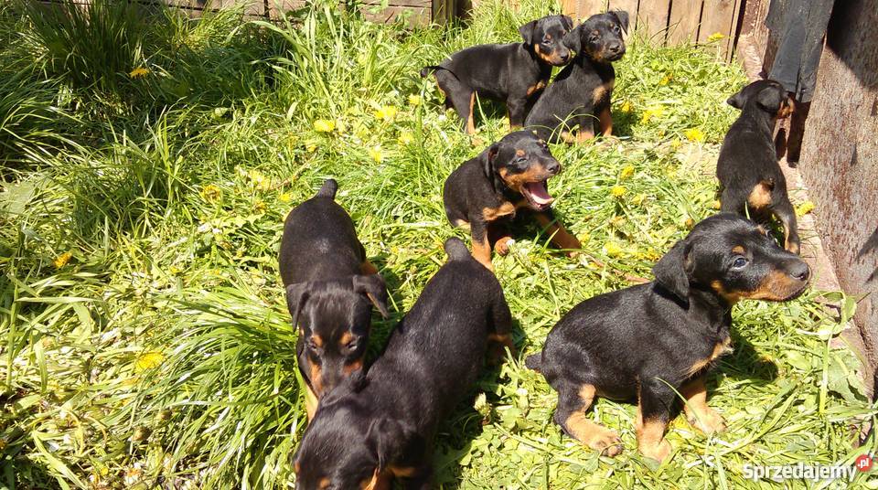 pies myśliwski mazowieckie Goszczyn