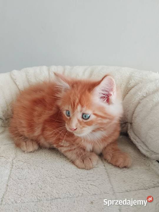 Kocurek Maine Coon Rodowód FPL Bytom Odrzański