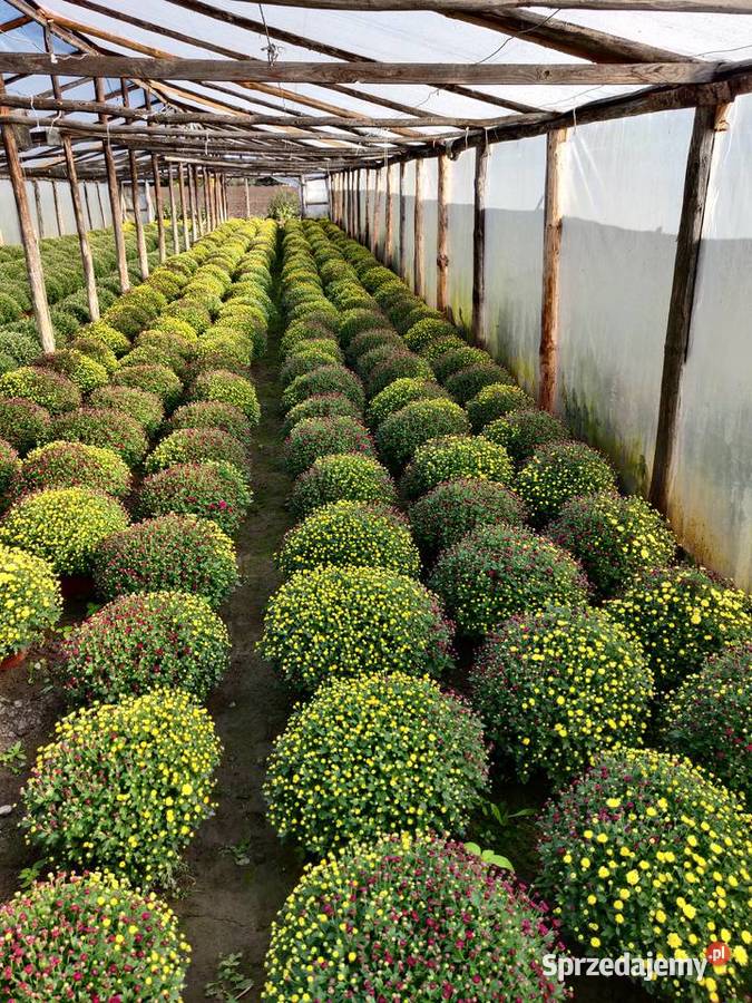 Chryzantemy Hurt Detal różne kolory Jawor