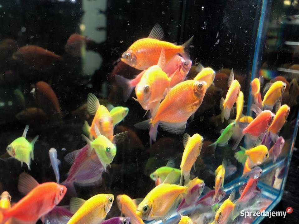 Tetra mix kolorów Justynów