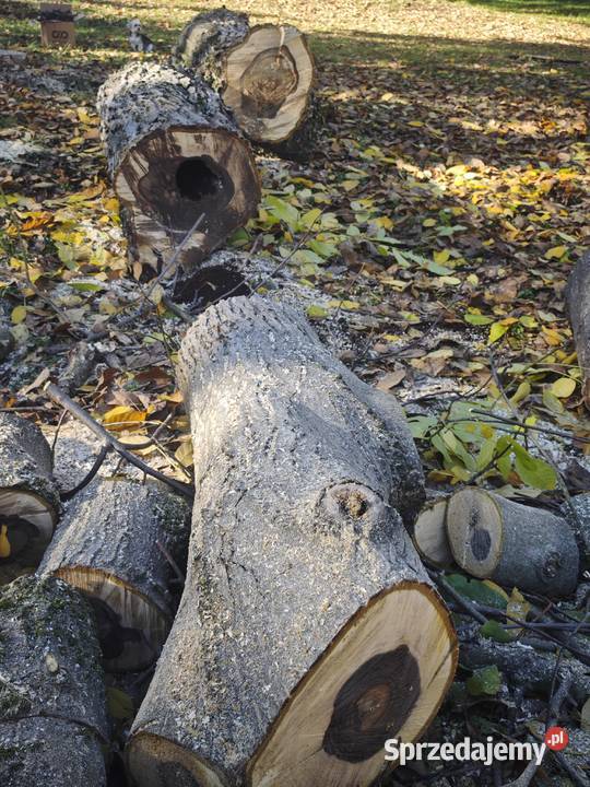 i Orzech włoski o obwodzie 230240 stolarka na Kłodzko