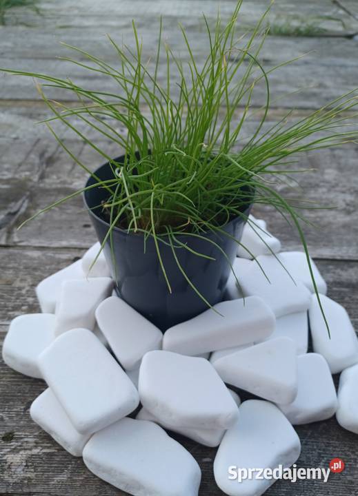 kamienie do malowania białe płaskie zachodniopomorskie Szczecin