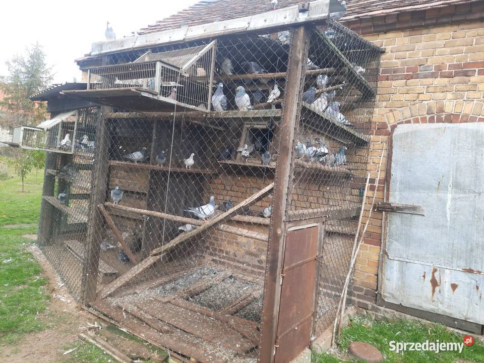 Sprzedam gołębielikwidacja hodowli Starosiedle