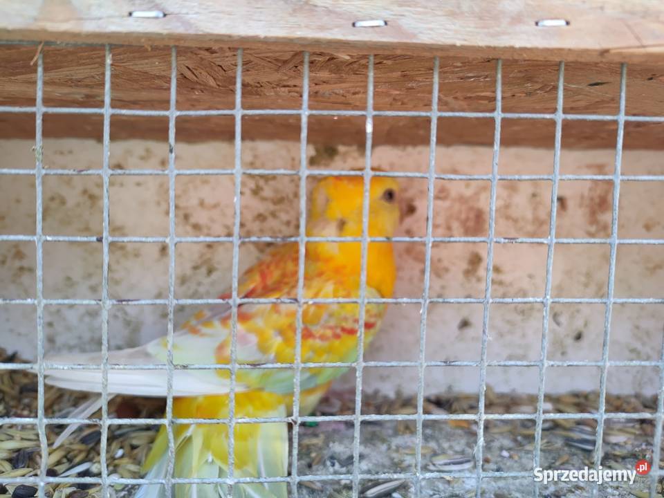 Papugi aleksandretty rozelle