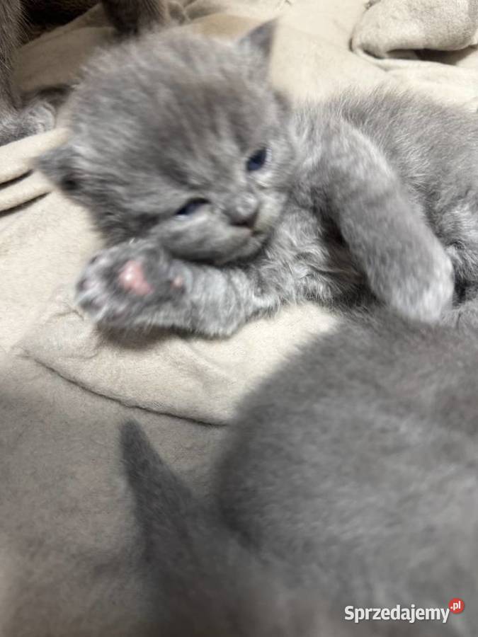 Kotki brytyjskie Kozienice sprzedam