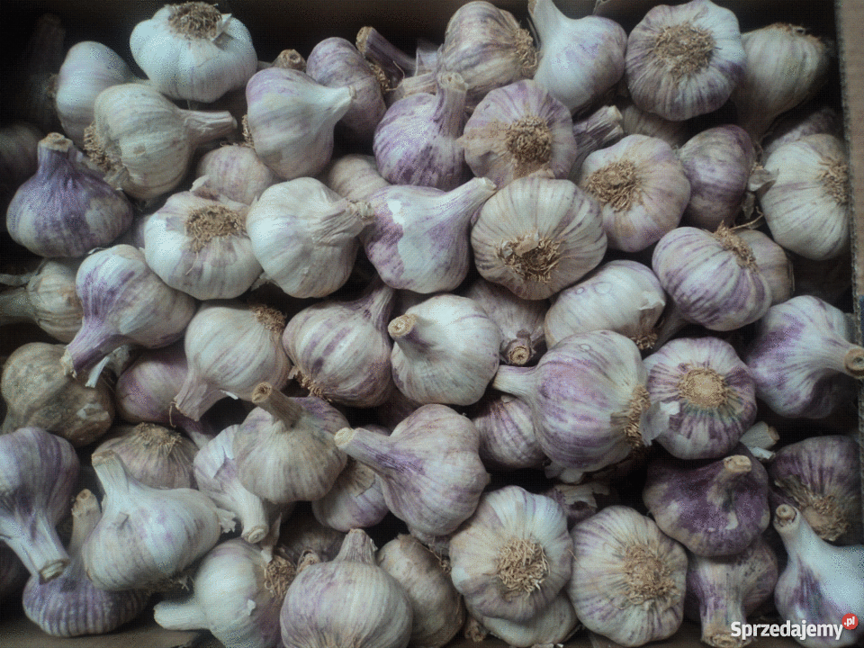 Hiszpański wiosenny fioletowy 590 kal5055 łódzkie sprzedam