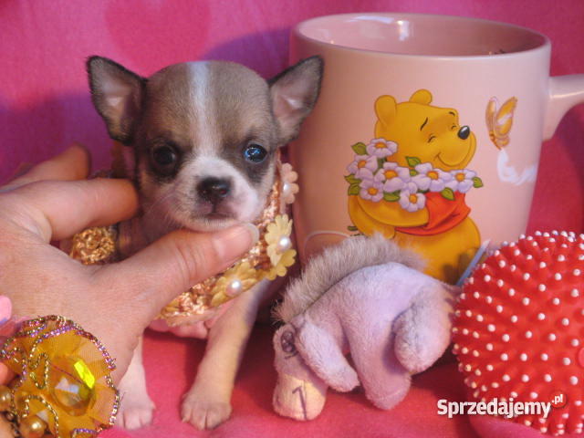 CHIHUAHUA mini najmniejsze cziłała Gdańsk