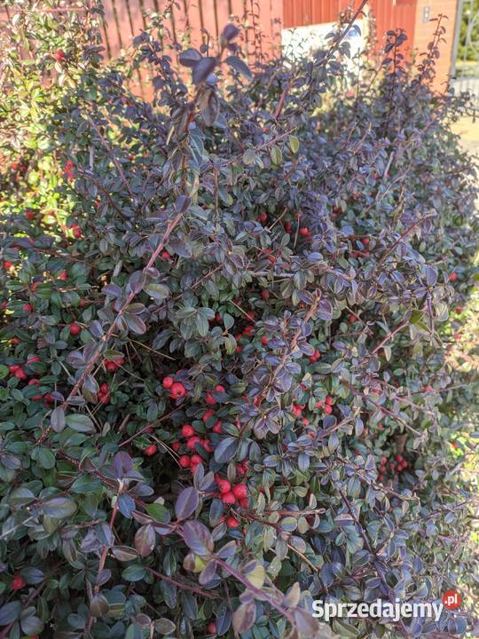 Irga Coral Beauty niski krzew duże sadzonki Lublin sprzedam