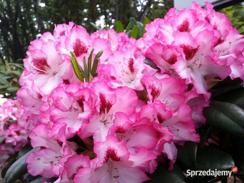 Różanecznik Hachmanns CharmantRhododendron Liściaste Grójec sprzedam