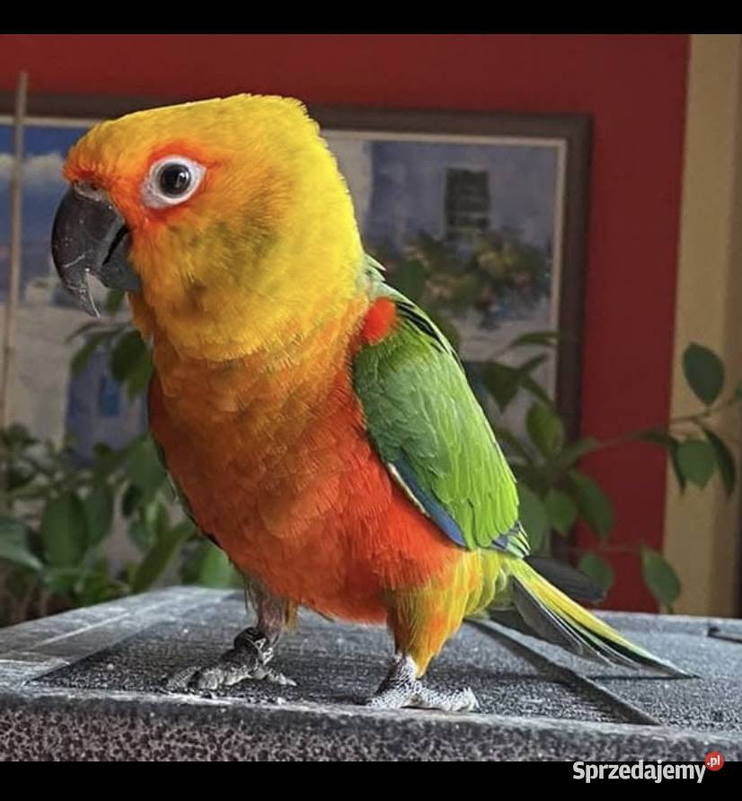 Konura ognistobrzucha