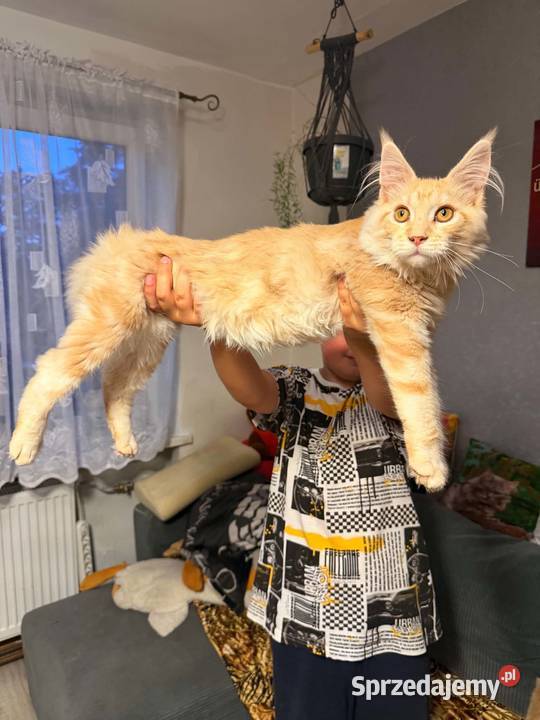 Gandalf cudowny Maine Coon pomorskie