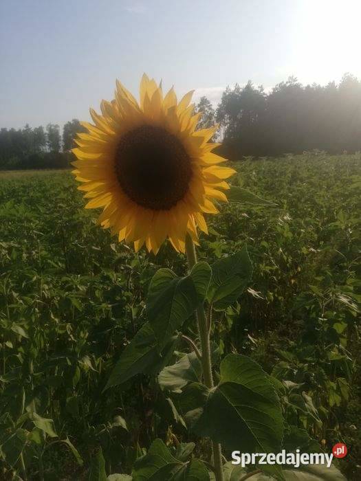 Słonecznik ozdobny kwiaty cięte Szostaki