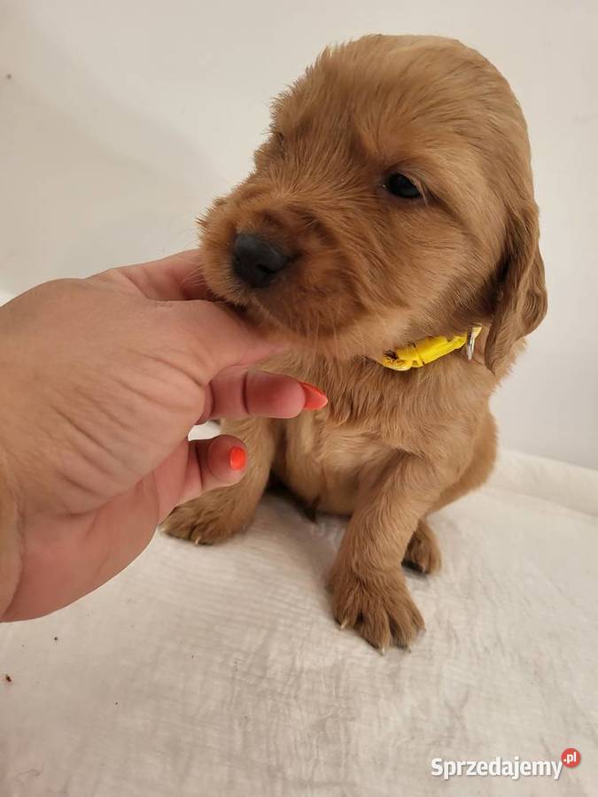 Chłopaki Golden retriever ciemno złote maluszki