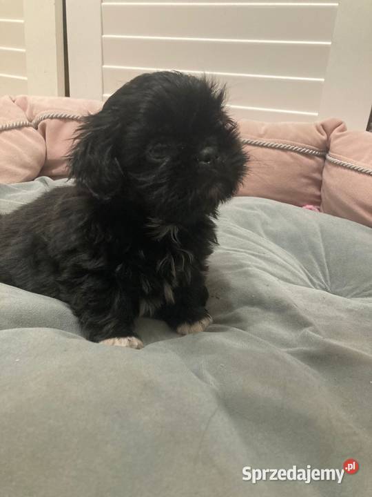 Suczka Shitz tzu sprzedam