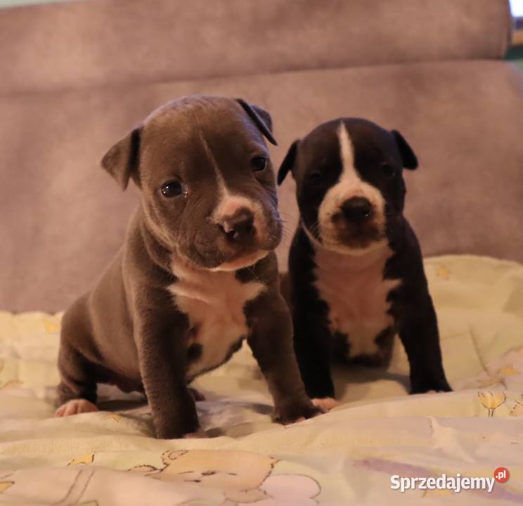 American Staffordsihre Terrier szczeniak Konin sprzedam