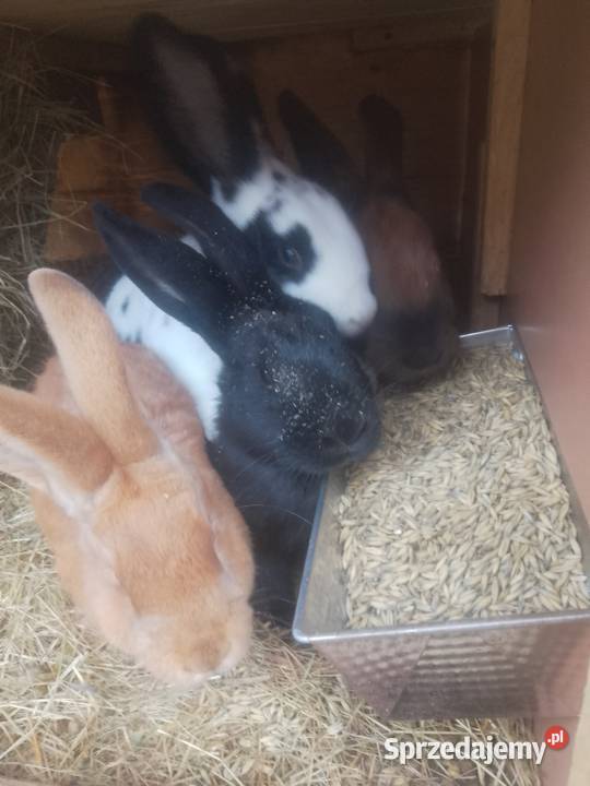 Króliki mieszańce śląskie Bytom