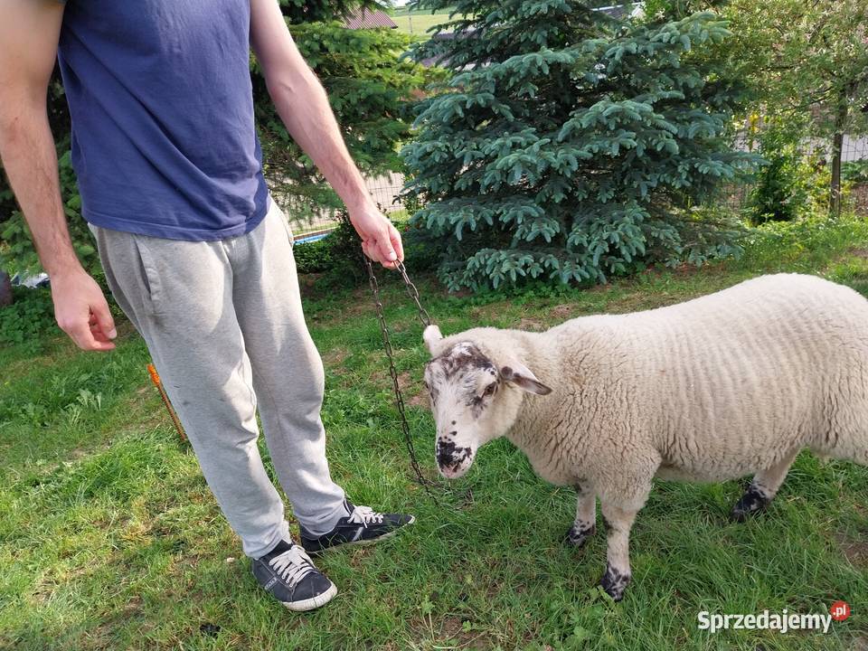 Owca olkuska jagnięBaran 2024 małopolskie Górka Kościejowska