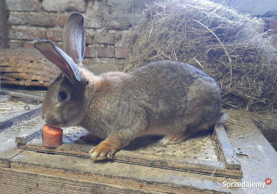 Króliki roczne samice i samce Wojaszówka